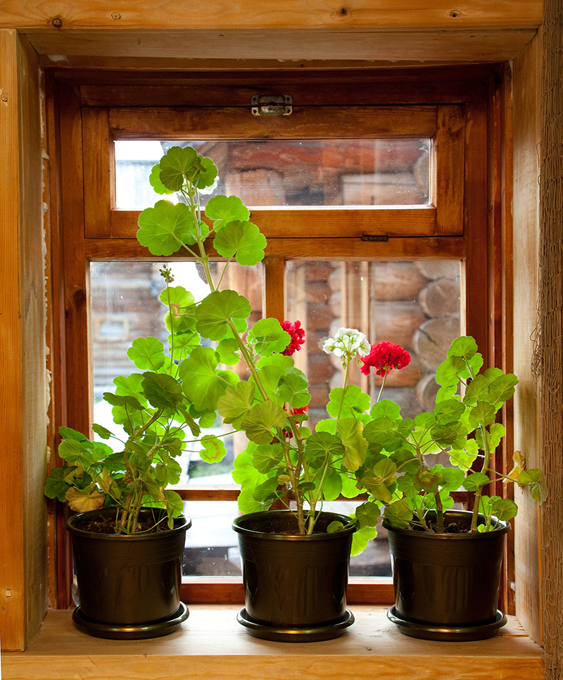 flowers flowers  / actual flowers