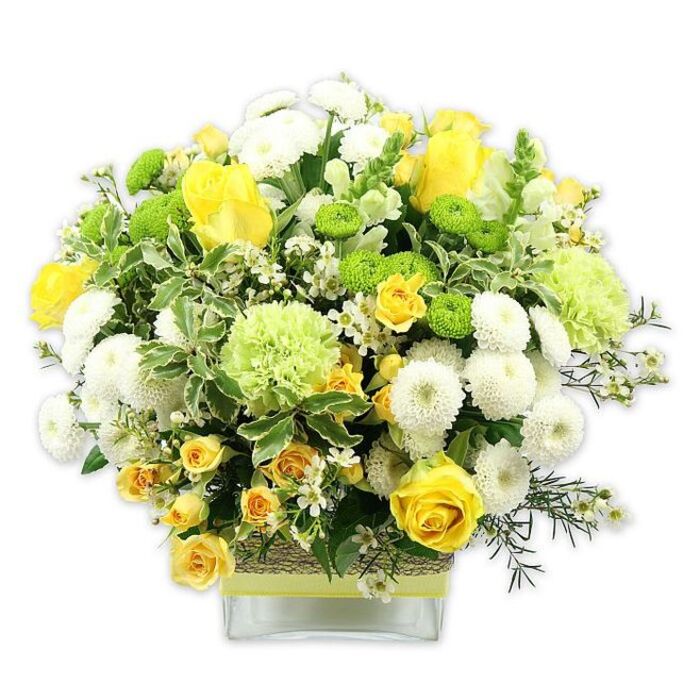 A generously filled arrangement of fresh flowers is presented in a low, square glass vase, the entire design captured against a crisp white background that makes each colour pop. The bouquet forms a rounded, symmetrically domed shape, brimming with sunny yellow, invigorating lime green, and clean white tones-a palette that calls to mind the open skies and green spaces around Cowley. At the centre, velvety yellow roses unfurl in layered spirals, some fully open and others just beginning to bloom, giving a feeling of both fullness and gentle anticipation. Threaded among them, clusters of yellow spray roses introduce smaller bursts of colour and a slightly more informal, garden-like charm.
Surrounding the roses, white pompom chrysanthemums sit like soft spheres, their dense petals creating substantial texture. Interspersed for contrast are bright lime green button chrysanthemums, perfectly round and playful, while larger, frilled pale green blooms-resembling decorative carnations or special green mum varieties-add luxurious volume. The mass of flowers is framed with an abundance of foliage: variegated leaves with pale, creamy edges, deeper green leaves that offer contrast, and delicate sprigs of darker greenery which subtly extend the shape and soften the outline. Tiny white filler flowers, star-like and delicate, are sprinkled throughout the bouquet, adding lightness and intricacy. The clear glass vase reveals the stems stacked neatly within and is wrapped around the middle with a rustic band of woven natural fibre or bark, overlaid by a sleek, bright lime green ribbon that mirrors the lively greens in the blooms. This arrangement conveys warmth, positivity, and renewal, making it an ideal centerpiece for a Cowley family gathering, a birthday table, or a thoughtful gift delivered to a friend or neighbour nearby.