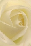 This up-close image draws you directly into the quiet heart of a cream-white rose, as if you're tucked within its gentle petals, shielded from the bustle of Cowley's everyday life. Each petal unfurls with measured grace-soft, matte surfaces kissed by a diffuse, natural light, creating gentle shadows and serene luminosity. The spiraling curves cradle the imagination, reminiscent of peaceful moments spent beneath the canopies at Cowley Marsh or leisurely strolls along Littlemore Road. The atmosphere in this photograph is one of calm and reflection-a sense of delicate promise and hope. Seasoned Cowley florists know this rose as the ultimate emblem of reverence and quiet admiration, an ideal messenger for sympathy or the celebration of a new beginning. The arrangement's artistry lies in its subtle perfection: outer petals nearly translucent, inner folds confidently sculpted, visual poetry matched with an imagined scent that soothes and comforts. This image stands as a gentle testament to the thoughtful, heartfelt work of Cowley's best flower artisans.